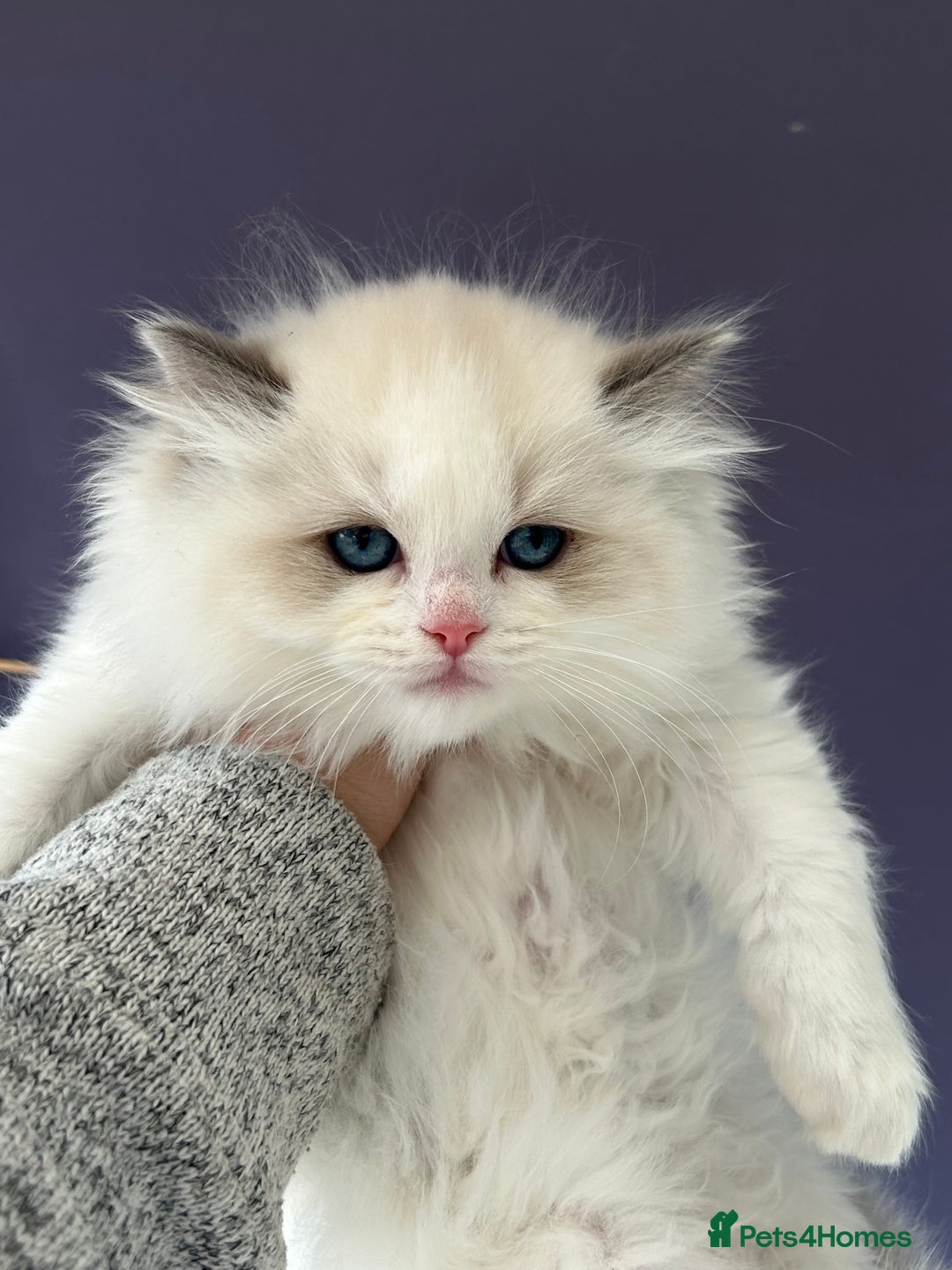 Ragdoll cats for sale: Stunning TICA Ragdolls  - Image 14