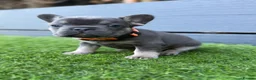 French Bulldog dogs for sale: Five unique fluffy carrier puppies ✔️ 🏠 🧬  - Advert 15