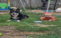 Mixed Breed dogs for sale: 1 year old Husky/Border Collie named Chase - Image 3