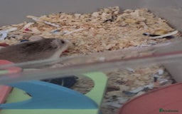Hamster rodents for sale: Robrovski Hamster with cage - Image 3