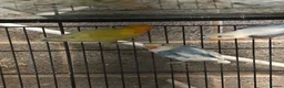 Lovebirds birds for sale: Fallow lovebirds  in Cleckheaton - Advert 6