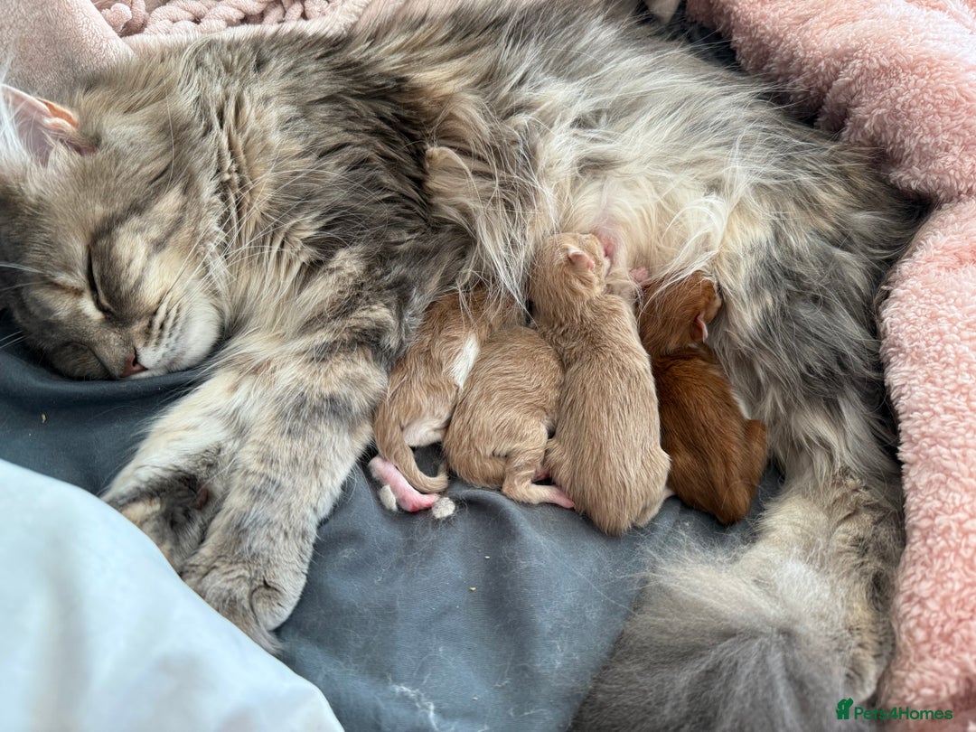 Maine Coon cats for sale: Stunning Mainecoon kittens x4 - Image 3