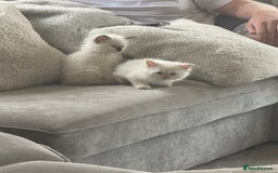 Ragdoll cats for sale: 🌟 Beautiful Ragdoll Kittens – Ready Soon! 🌟 - Image 5