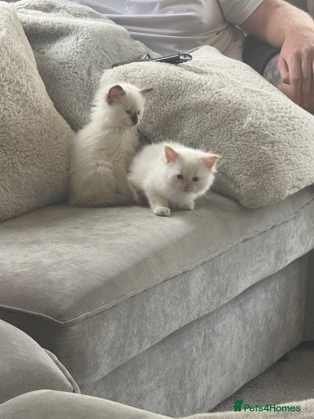Ragdoll cats for sale: 🌟 Beautiful Ragdoll Kittens – Ready Soon! 🌟 - Image 5
