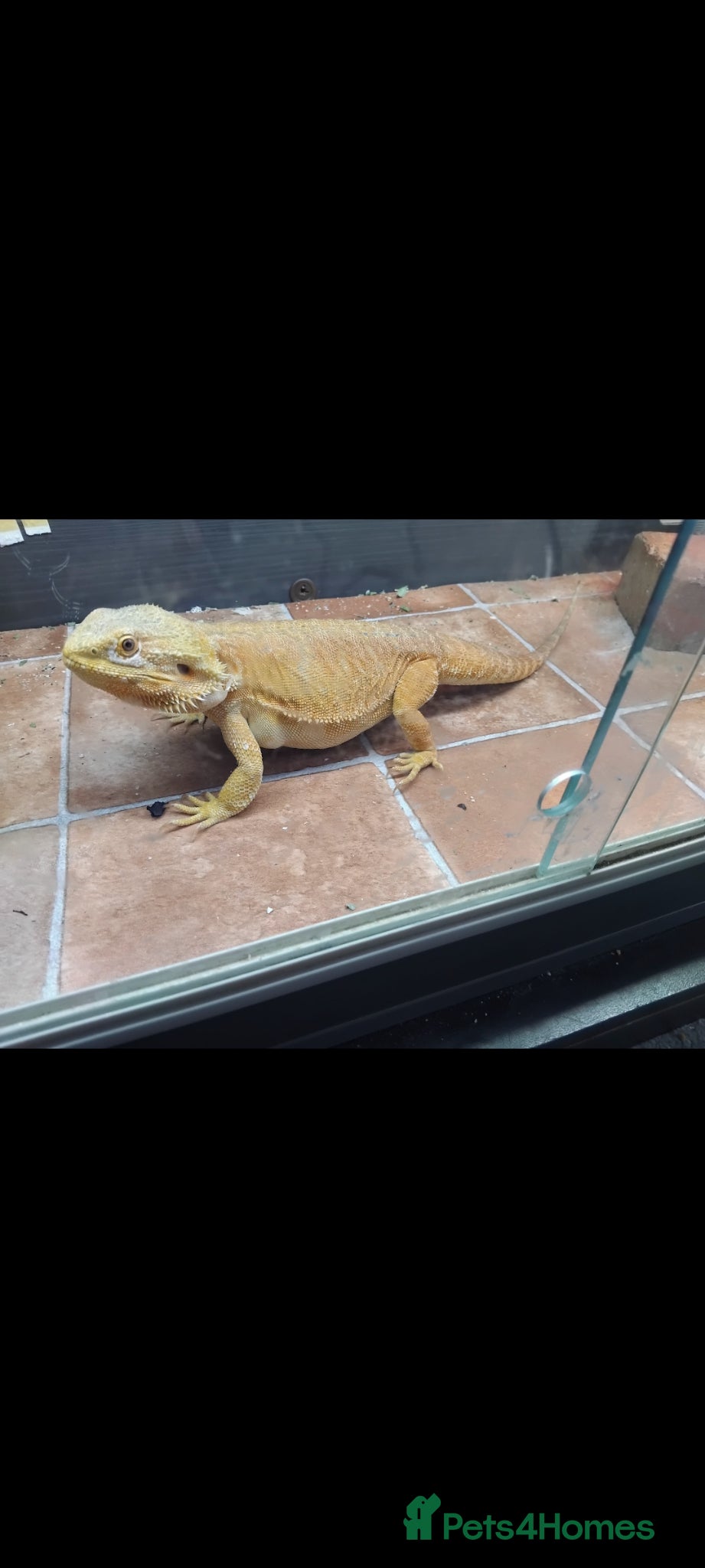 Bearded Dragon reptiles Bearded dragon - Advert 1