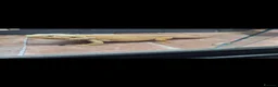 Bearded Dragon reptiles for sale: Bearded dragon - Advert 1