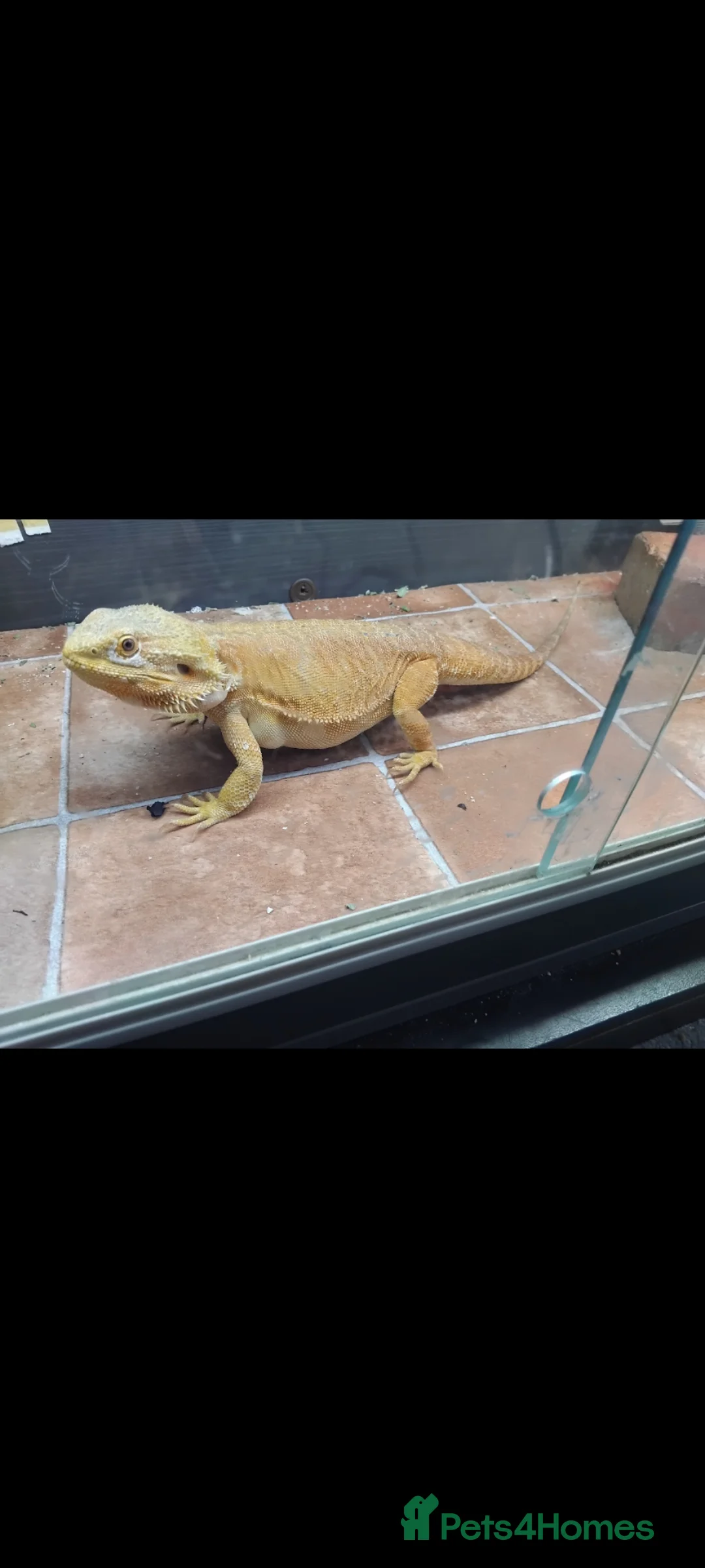 Bearded Dragon reptiles for sale: Bearded dragon - Advert 1