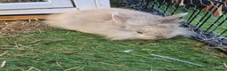 Lionhead rabbits for sale: Baby lion head, mini lop and angora lionhead in Retford - Advert 2
