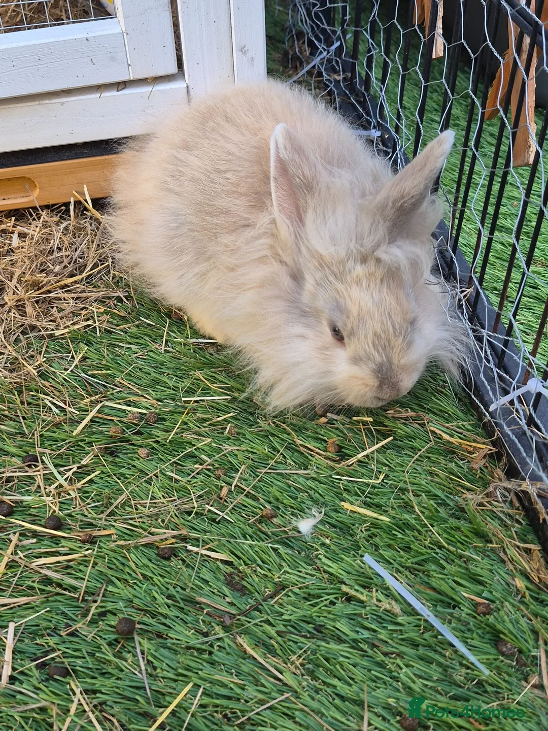 Lionhead rabbits for sale: Baby lion head, mini lop and angora lionhead in Retford - Advert 2