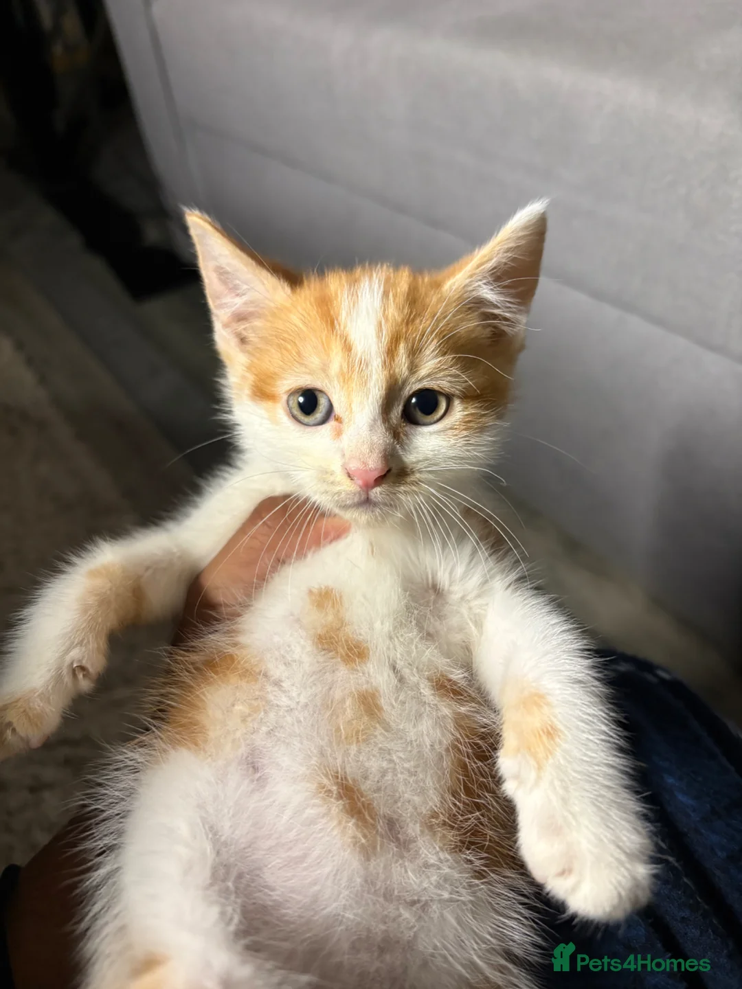 Mixed Breed cats for sale: X2 Ginger kittens - ready to leave - Advert 10