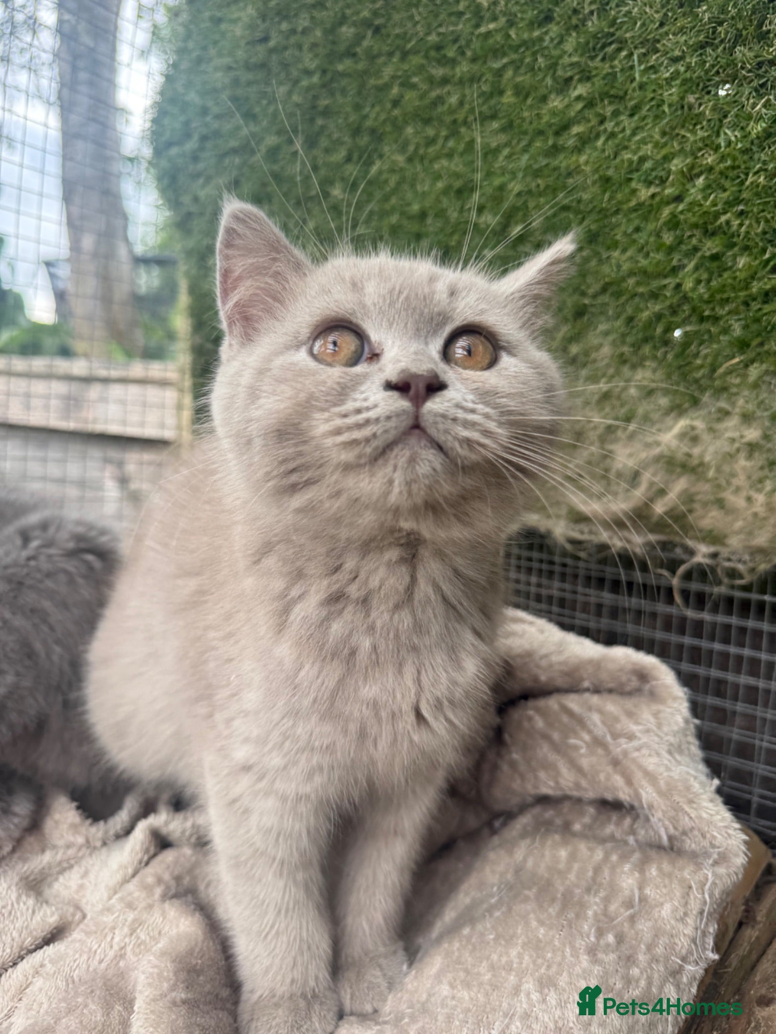 British Shorthair cats BSH Fawn & Lilac, Chocolate , Reduced £400 - Advert 1