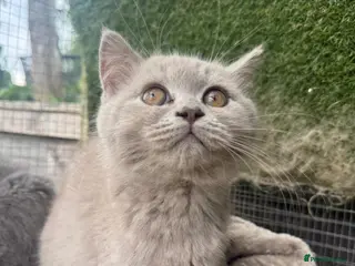 British Shorthair cats BSH Fawn & Lilac, Chocolate , Reduced £400 - Advert 1