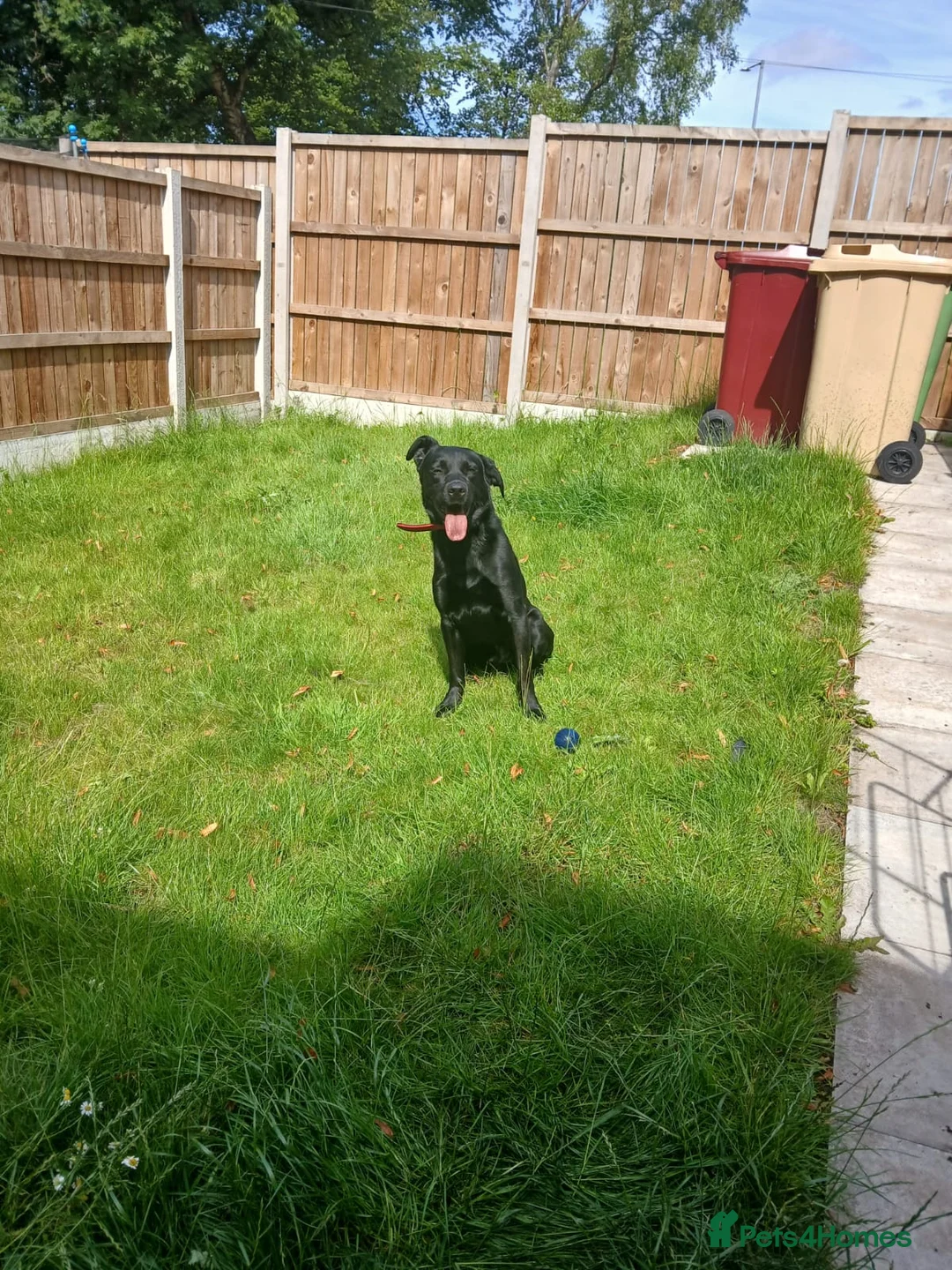 Labrador Retriever dogs for sale: Labrador - Advert 1