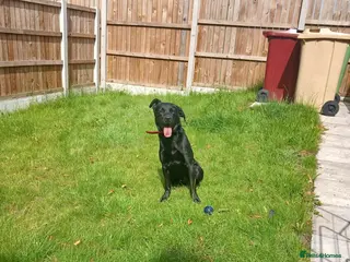 Labrador Retriever dogs Labrador - Advert 2