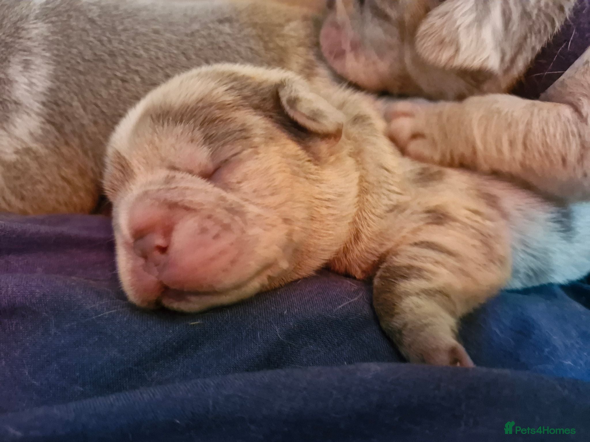 French Bulldog dogs Last 2 Merle french bulldogs  - Advert 7
