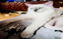 Ragdoll cats for sale: SILKY GCCF PEDIGREE RAGDOLL - Championline  in London - Image 4