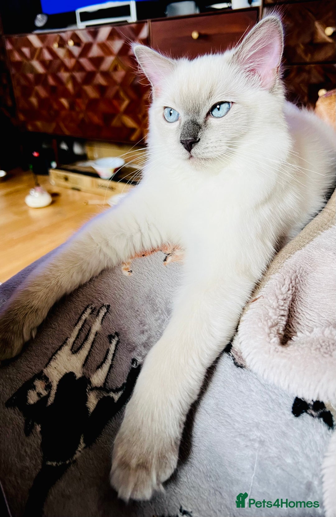 Ragdoll cats for sale: SILKY GCCF PEDIGREE RAGDOLL - Championline  in London - Image 4