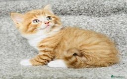 Mixed Breed cats for sale: Stunning Turkish angora x Maine coon - Image 21