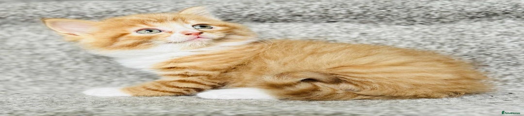 Ginger male Kitten 3