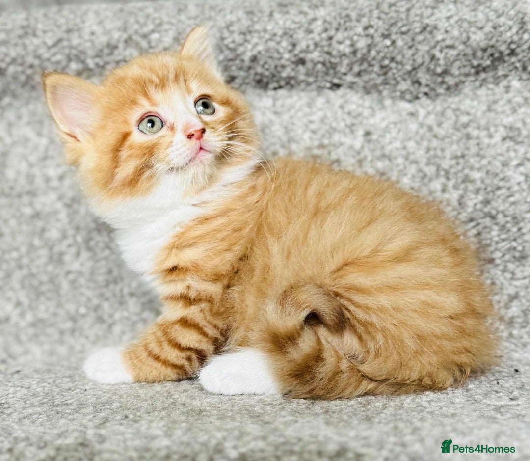 Mixed Breed cats for sale: Stunning Turkish angora x Maine coon - Image 21