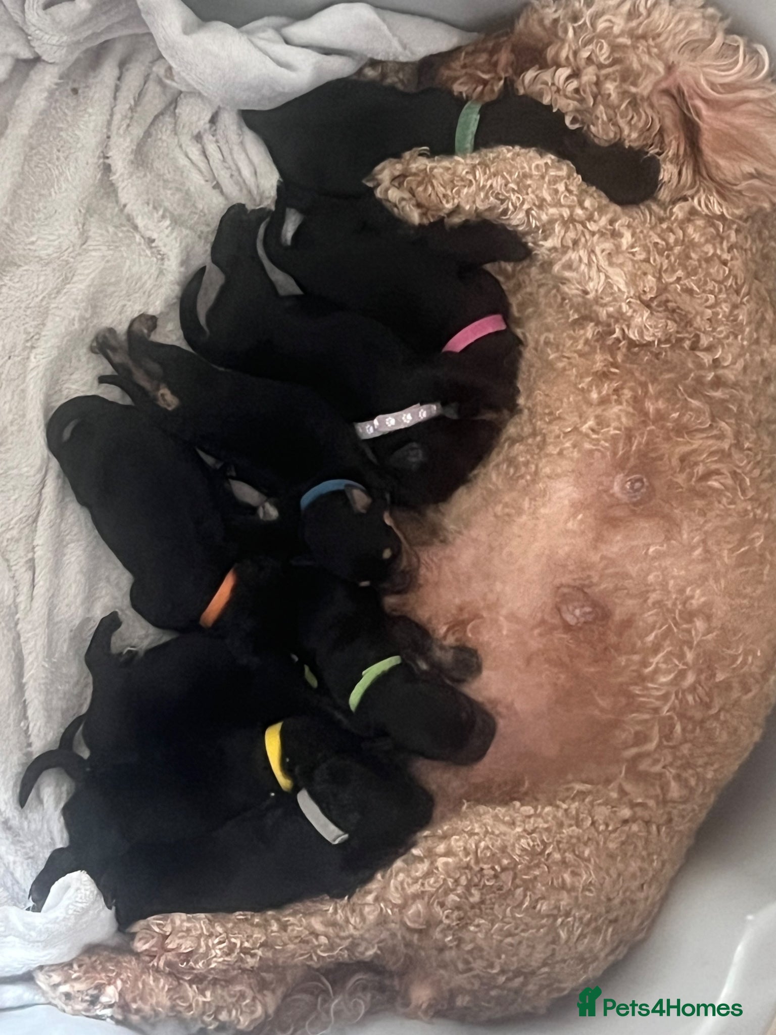 Mixed Breed dogs 🐶🐾cavaschnauzer🐾🐶 - Advert 1