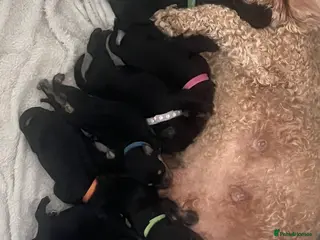 Mixed Breed dogs 🐶🐾cavaschnauzer🐾🐶 - Advert 1