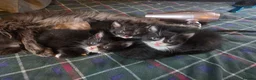 Mixed Breed cats for sale: 5 gorgeous Nebelung X British Tuxedo Shorthairs - Advert 14