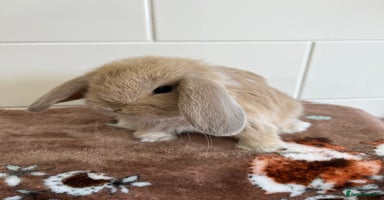 Mini Lop rabbits - Advert 10