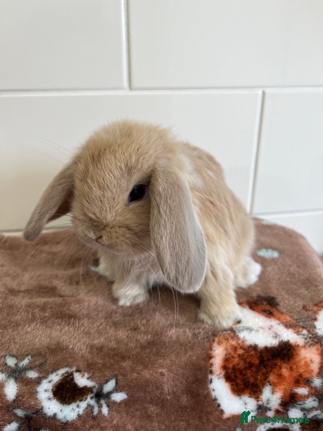 Mini Lop rabbits for sale: Beautiful friendly litter of mini lops for sale  - Image 3