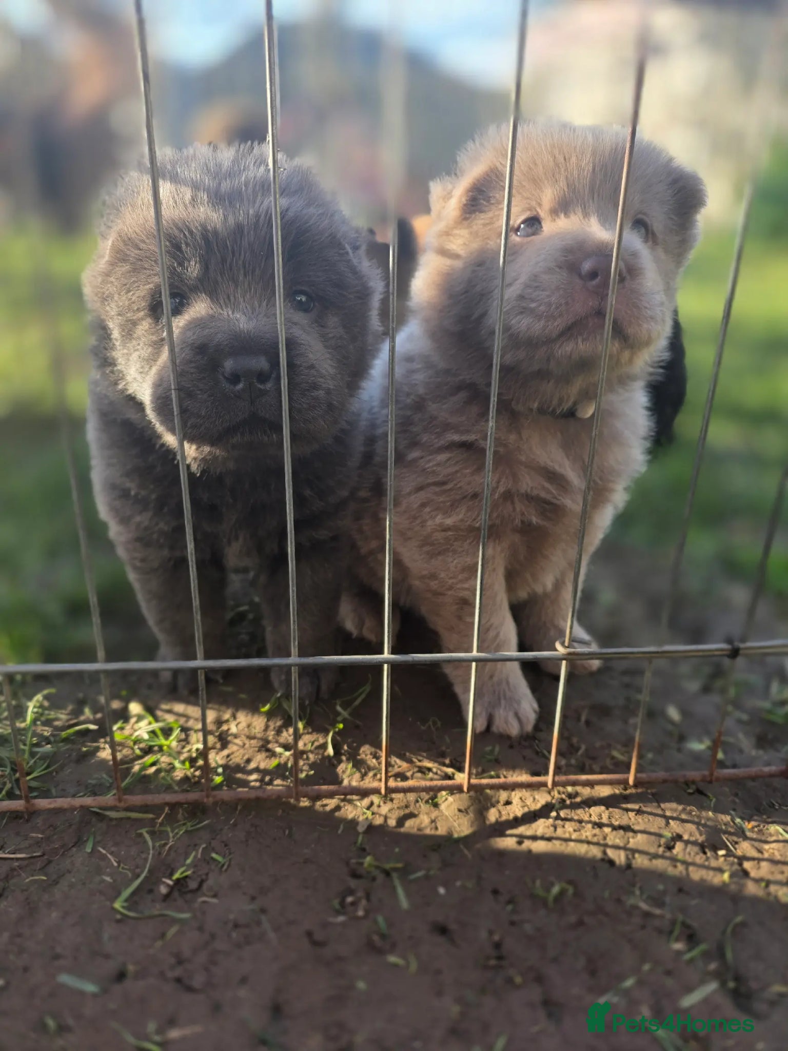 Mixed Breed dogs Chowpeis - Advert 2