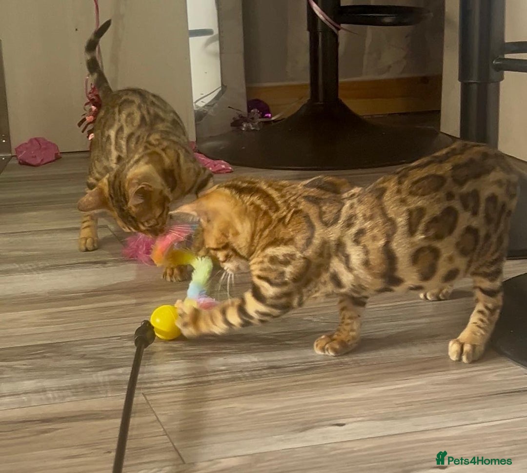 Bengal cats for sale: Stunning 5 Generations Pedigree kittens in London - Image 6