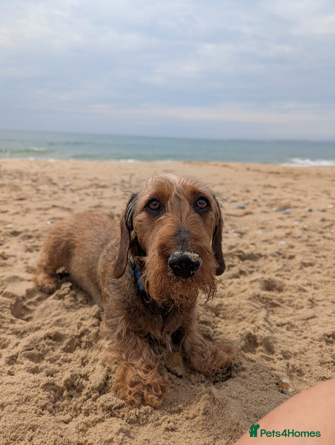 Dachshund dogs for sale: Standard Wirehaired Dachshund Puppies - Image 6