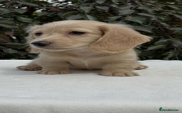 Miniature Dachshund dogs for sale: Miniature L/H Cream and Brindle puppies  - Image 1