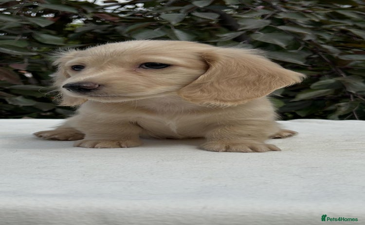 Miniature Dachshund dogs - Advert 7