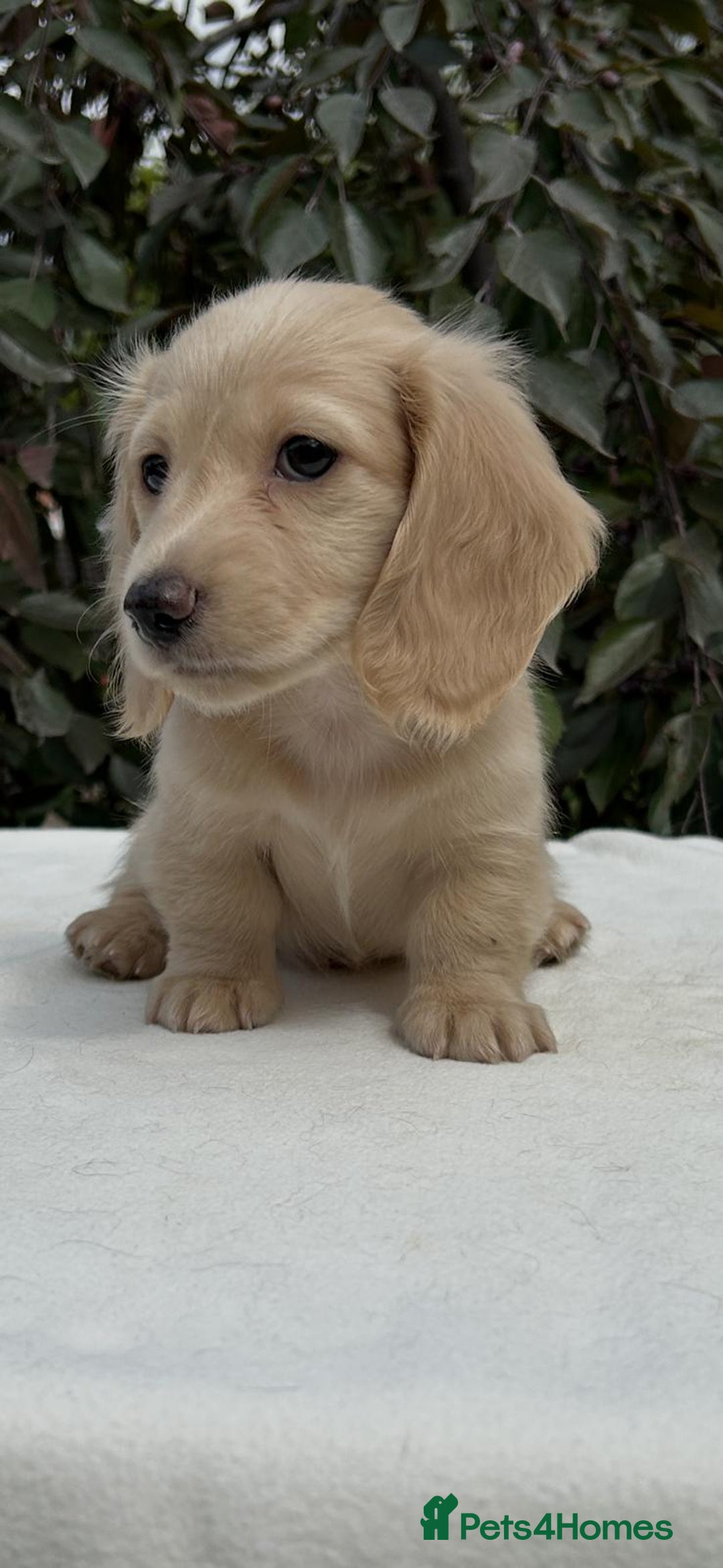 Miniature Dachshund dogs for sale: Miniature L/H Cream and Brindle puppies  - Image 1