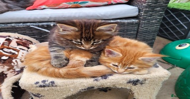 Maine Coon cats - Advert 11