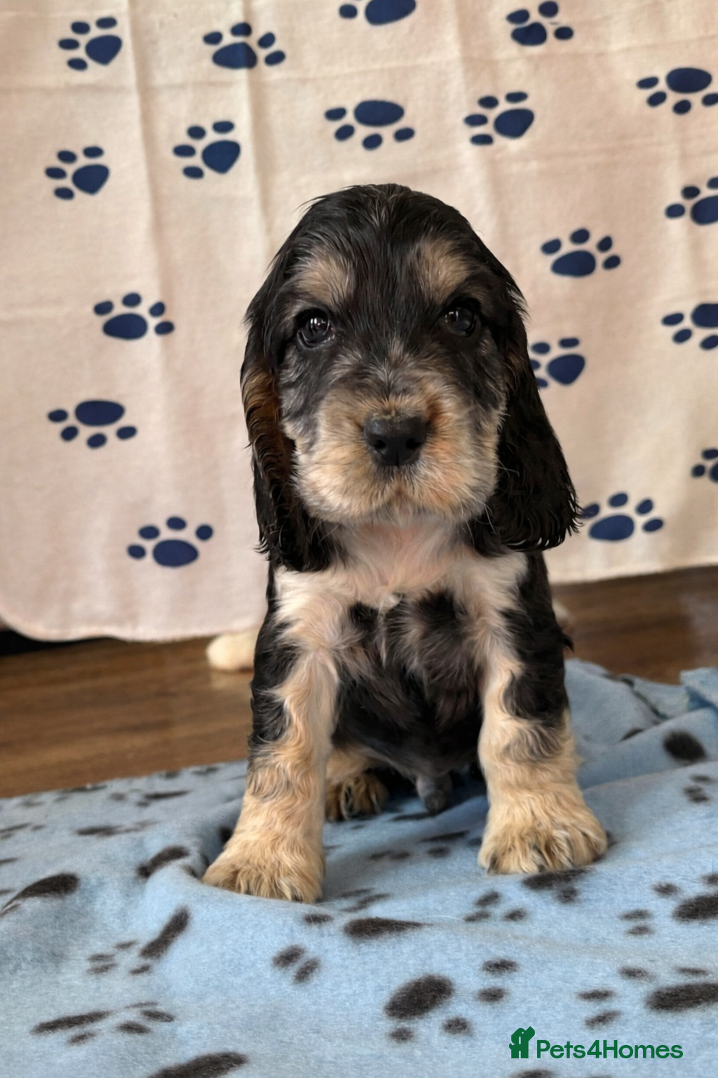 Cocker Spaniel dogs Last cocker spaniel puppy boy for sale  in Lincoln - Advert 2