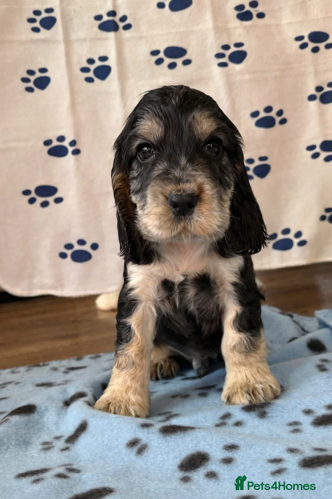 Cocker Spaniel dogs for sale: Last cocker spaniel puppy boy for sale  in Lincoln - Advert 1