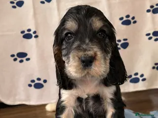 Cocker Spaniel dogs Last cocker spaniel puppy boy for sale in Lincoln - Advert 2