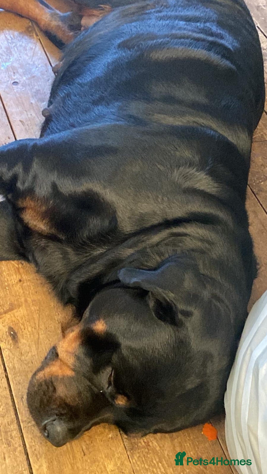 Rottweiler dogs for sale: Rottweiler  - Image 5