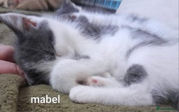 Siamese cats for sale: Bi colour blue and white kittens - Image 17