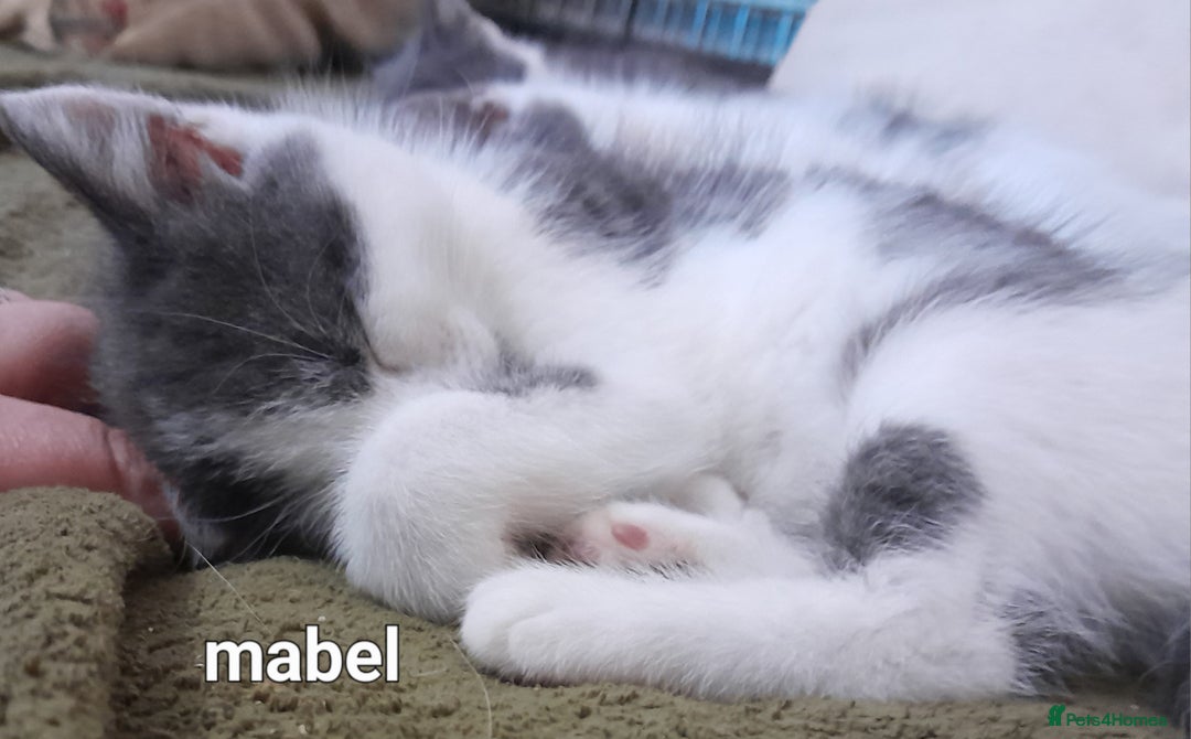 Siamese cats for sale: Bi colour blue and white kittens - Image 17