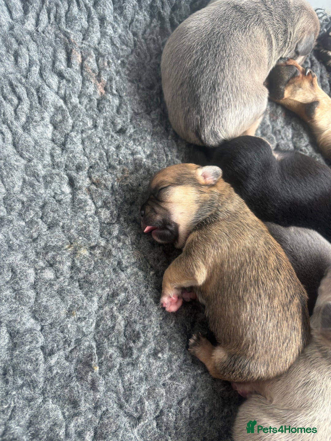 Mixed Breed dogs for sale: French billhuahua - Image 6