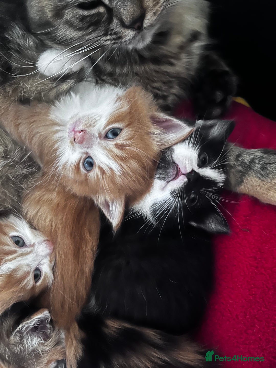 Mixed Breed cats for sale: Beautiful Fluffy Kittens - Advert 7