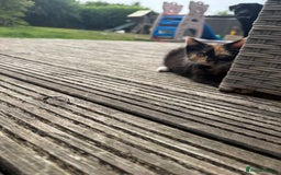 Mixed Breed cats for sale: Mixed Exotic Female Kittens - Image 4