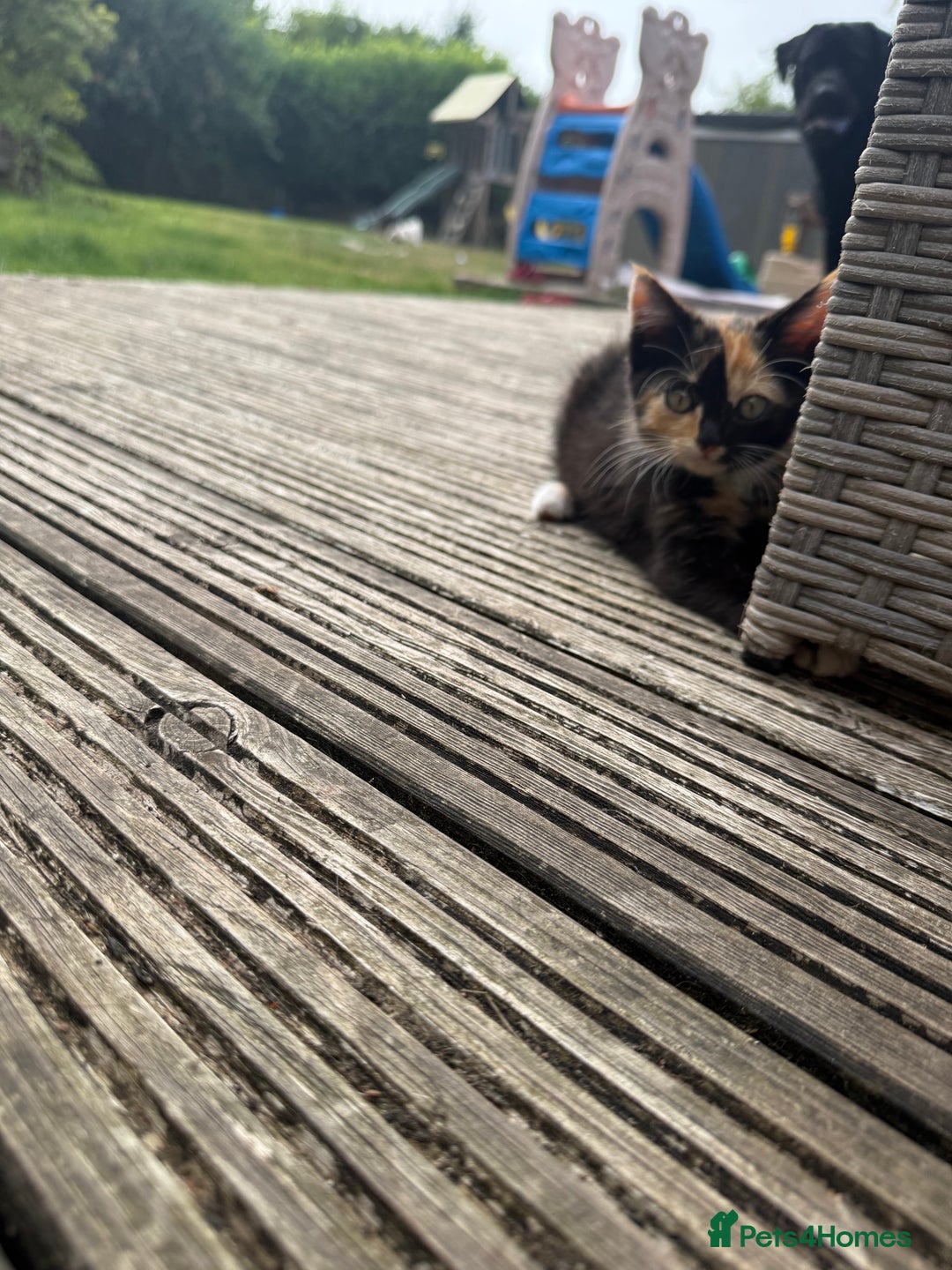 Mixed Breed cats for sale: Mixed Exotic Female Kittens - Image 4