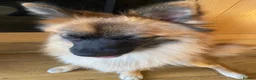 Mixed Breed dogs for sale:     German Spitz x Pomeranian | Loving Family Dog  in London - Advert 3