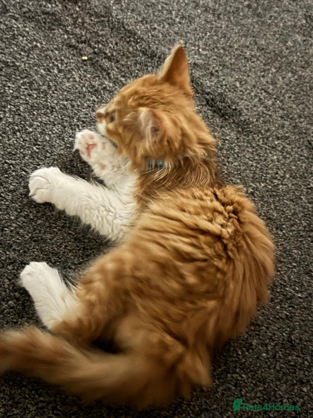 Mixed Breed cats for sale: Ginger Kitten  - Image 2
