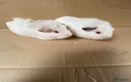 Guinea Pig rodents for sale: Baby Female Guinea Pigs  - Image 5