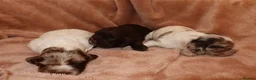 Cocker Spaniel dogs for sale: Working cocker spaniel puppies  - Advert 9